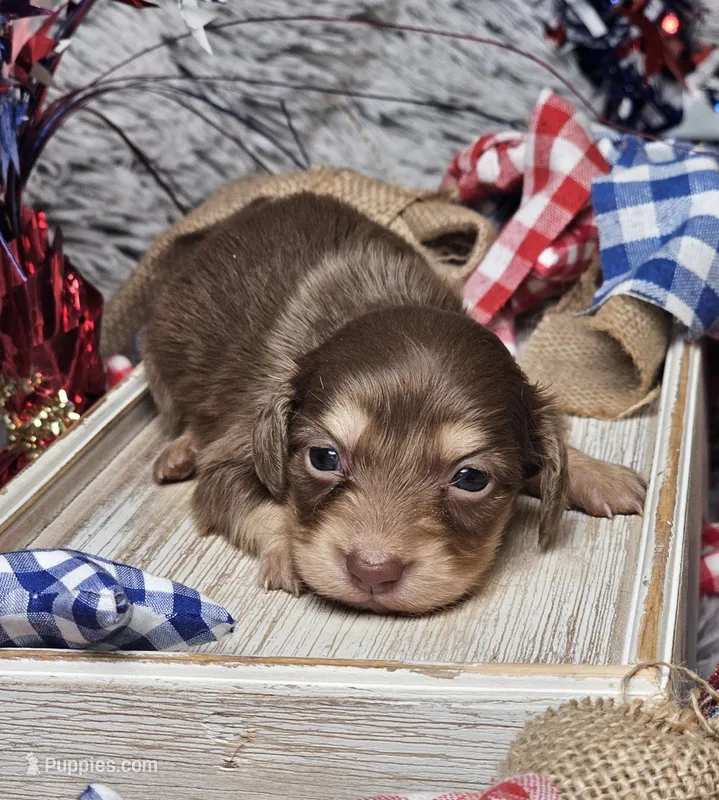 Mocha – Miniature Dachshund puppy for sale in Centre, AL