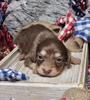 Mocha, a female Miniature Dachshund for sale in Centre, AL – 1 of 5