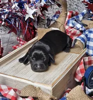 Midnight, a female Miniature Dachshund for sale in Centre, AL – 2 of 4