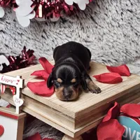 Daisy, a female Dachshund and Miniature Dachshund for sale in Centre, AL – Photo 2 of 4