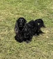 Daisy, a female Dachshund and Miniature Dachshund for sale in Centre, AL – Photo 4 of 4