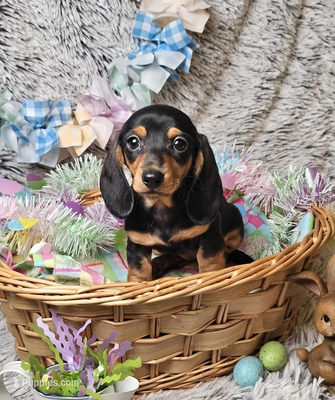 Daisy – Dachshund, Miniature Dachshund puppy for sale in Centre, AL