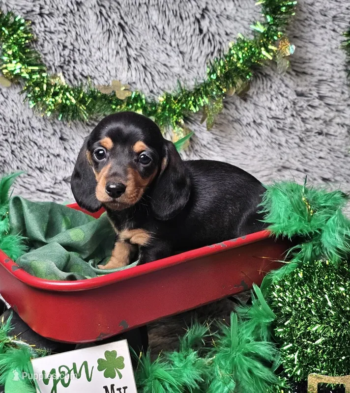 Daisy – Dachshund, Miniature Dachshund puppy for sale in Centre, AL