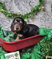 Daisy, a female Dachshund and Miniature Dachshund for sale in Centre, AL – Photo 1 of 4