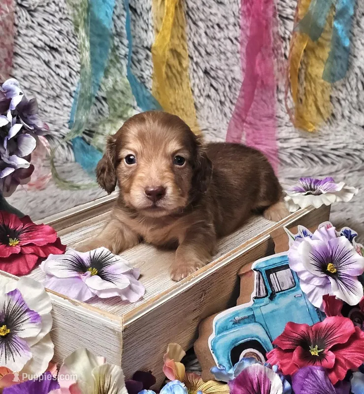 Jax – Miniature Dachshund puppy for sale in Centre, AL