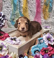 Jax, a male Miniature Dachshund for sale in Centre, AL – Photo 1 of 4