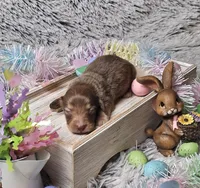 Jax, a male Miniature Dachshund for sale in Centre, AL – Photo 2 of 4