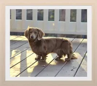 Jax, a male Miniature Dachshund for sale in Centre, AL – Photo 3 of 4