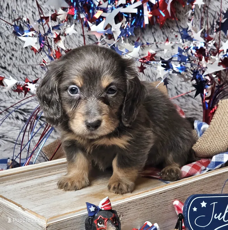 Denim – Dachshund puppy for sale in Centre, AL