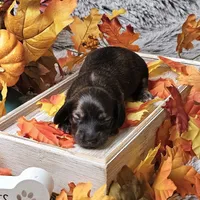 Bandit, a male Dachshund for sale in Centre, AL – Photo 3 of 7
