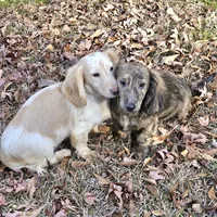 Bandit, a male Dachshund for sale in Centre, AL – Photo 6 of 7