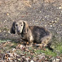 Bandit, a male Dachshund for sale in Centre, AL – Photo 1 of 7