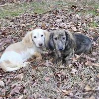 Bandit, a male Dachshund for sale in Centre, AL – Photo 7 of 7