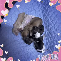 Bandit, a male Dachshund for sale in Centre, AL – Photo 4 of 7