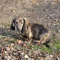 Bandit, a male Dachshund for sale in Centre, AL – Photo 5 of 7