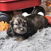 Bandit, a male Dachshund for sale in Centre, AL – Photo 2 of 7
