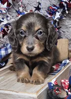Denim, a male Dachshund for sale in Centre, AL – 2 of 9