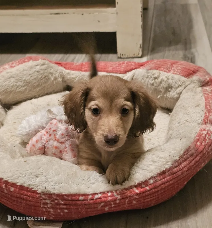 Jax – Miniature Dachshund puppy for sale in Centre, AL