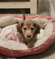 Jax, a male Miniature Dachshund for sale in Centre, AL – 1 of 8