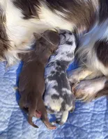 Mocha, a female Miniature Dachshund for sale in Centre, AL – 4 of 5