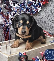 Rocky, a male Dachshund for sale in Centre, AL – 4 of 7
