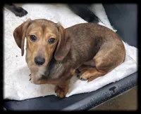 Oscar, a male Miniature Dachshund for sale in Centre, AL – 4 of 5