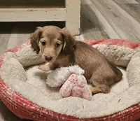 Jax, a male Miniature Dachshund for sale in Centre, AL – 8 of 8