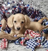 Cody, a male Dachshund for sale in Centre, AL – 2 of 10