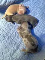 Cody, a male Dachshund for sale in Centre, AL – 3 of 7
