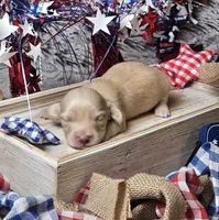 Cody, a male Dachshund for sale in Centre, AL – 2 of 7