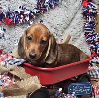 Oscar, a male Miniature Dachshund for sale in Centre, AL – 2 of 8