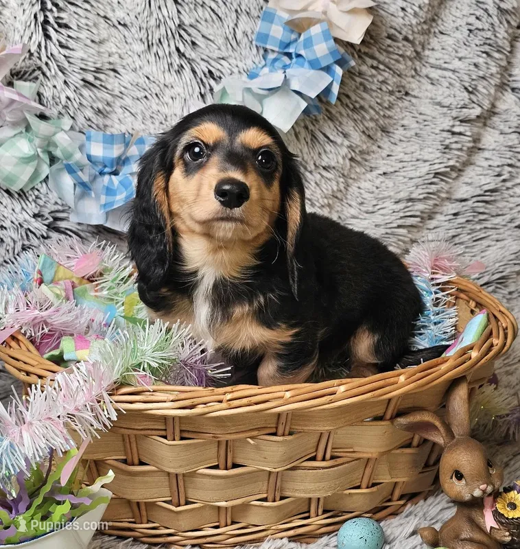 Remy – Dachshund, Miniature Dachshund puppy for sale in Centre, AL
