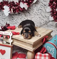 Remy, a male Dachshund and Miniature Dachshund for sale in Centre, AL – Photo 2 of 2
