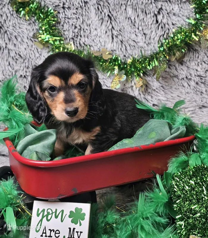 Remy, a male Dachshund and Miniature Dachshund for sale in Centre, AL – Photo 1 of 2