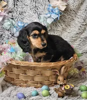 Remy, a male Dachshund and Miniature Dachshund for sale in Centre, AL – Photo 2 of 5
