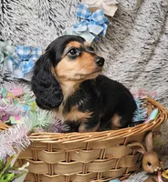 Remy, a male Dachshund and Miniature Dachshund for sale in Centre, AL – Photo 3 of 5