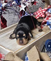 Rocky, a male Dachshund for sale in Centre, AL – 5 of 7