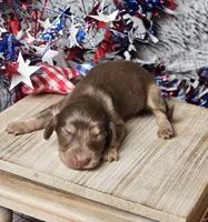 Mocha, a female Miniature Dachshund for sale in Centre, AL – 2 of 5