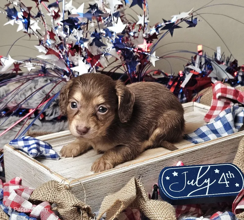 Mocha – Miniature Dachshund puppy on hold in Centre, AL