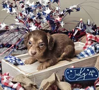 Mocha, a female Miniature Dachshund for sale in Centre, AL – 1 of 5