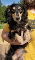 Cody, a male Dachshund for sale in Centre, AL – 7 of 7