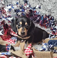 Rocky, a male Dachshund for sale in Centre, AL – 2 of 7