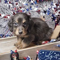 Denim, a male Dachshund for sale in Centre, AL – 3 of 9