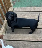 Oscar, a male Miniature Dachshund for sale in Centre, AL – 5 of 5