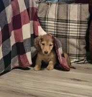 Jax, a male Miniature Dachshund for sale in Centre, AL – 6 of 8