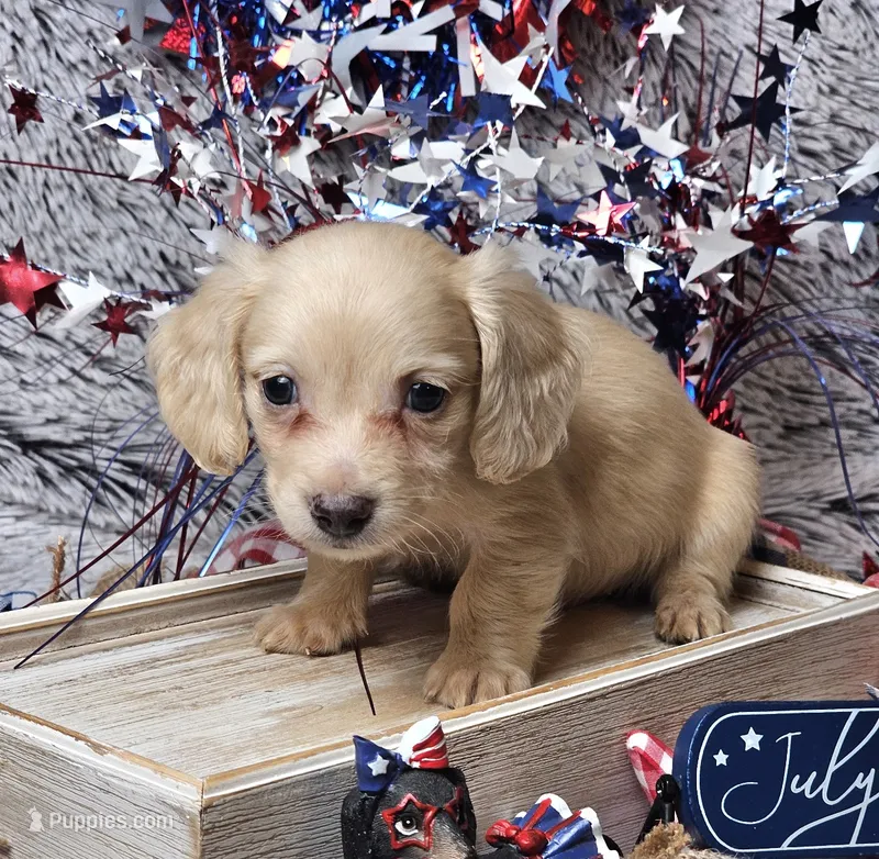 Cody – Dachshund puppy for sale in Centre, AL