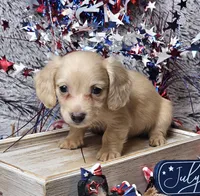 Cody, a male Dachshund for sale in Centre, AL – 3 of 10