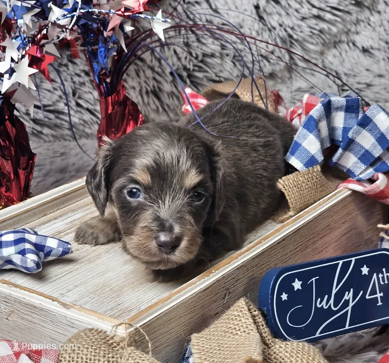 Denim – Dachshund puppy for sale in Centre, AL
