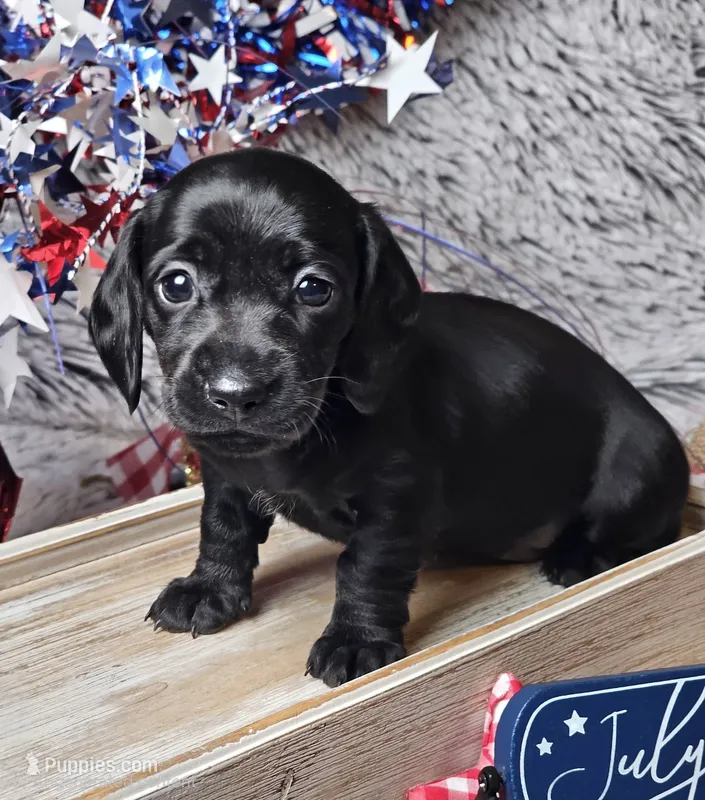 Midnight – Miniature Dachshund puppy for sale in Centre, AL