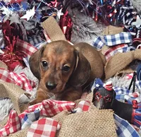 Oscar, a male Miniature Dachshund for sale in Centre, AL – 3 of 8